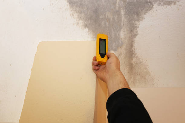 Best Mold-Related Health Consultation  in Mccoll, SC