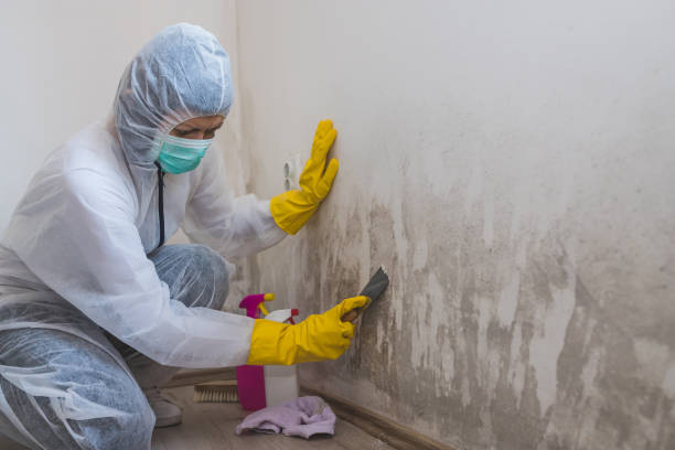 Best Mold Damage Restoration  in Mccoll, SC